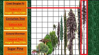 Tallest Tree Height Comparison [upl. by Ladin]