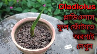 How to Grow Gladiolus From BulbsGrown from corms [upl. by Cherilynn]