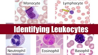 Identifying Leukocytes [upl. by Hama]