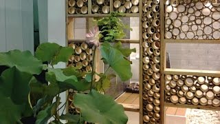 Bamboo decoration ideas [upl. by Windham]