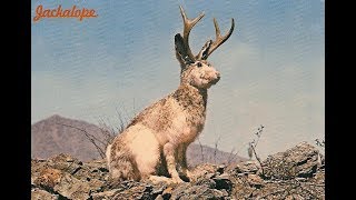 The Truth About Jackalopes A Cryptozoology Report [upl. by Drucill725]