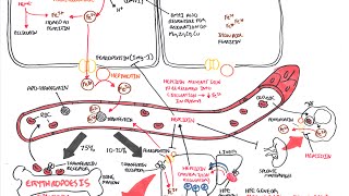 Iron Physiology [upl. by Tekla221]