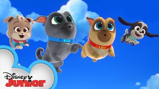 Cupcakes Birthday  Puppy Dog Pals  disneyjr [upl. by Octavus]