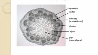 AS level G14 Distribution of vascular tissues in dicotyledonous plants Ms Cooper [upl. by Demott]