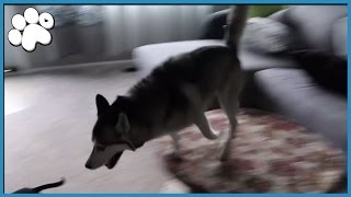 HUSKY DOES CRAZY ZOOMIES [upl. by Ahseya225]