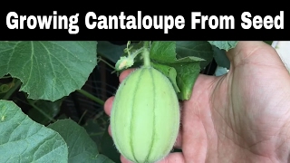 Growing Cantaloupes From Seed Episode 2 [upl. by Summers]