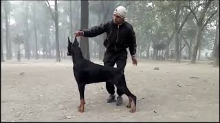 Doberman Show Training [upl. by Annekam]