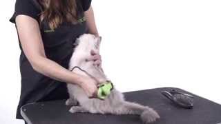 Cat Grooming 101 [upl. by Tima]