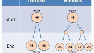 Mitosis vs Meiosis [upl. by Ursa]