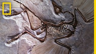 Fossils 101  National Geographic [upl. by Isidoro739]