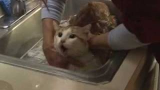 Lolas Cat Bath [upl. by Amalie]