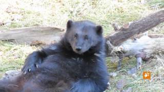 carcajou prêt pour lhiver wolverines ready for winter Zoo sauvage de St Félicien [upl. by Brynna969]