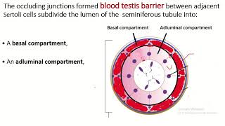 BloodTestis Barrier and Its Significance [upl. by Ardnazil178]