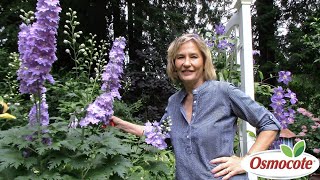 3 Tips for Growing Delphiniums [upl. by Gibbons]