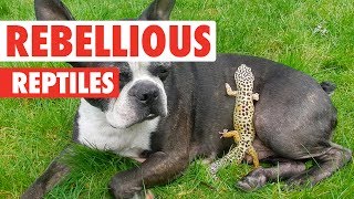 Rebellious Reptiles  Funny Reptile Video Compilation 2017 [upl. by Nailil]