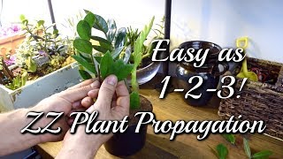 3 EASY Ways To Propagate Your ZZ Plant [upl. by Erb]