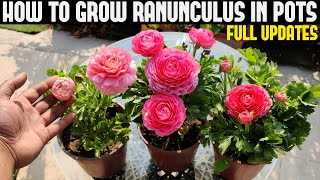 How To Grow Ranunculus FULL INFORMATION [upl. by Phelgen333]