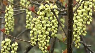 Stachyurus praecox [upl. by Aicirtap]