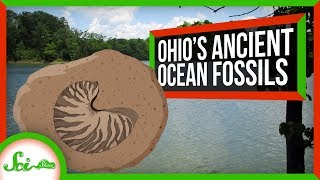 How to Find Thousands of Oceanic Fossils in Ohio [upl. by Bridge832]