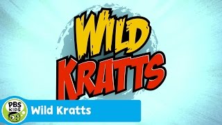 WILD KRATTS Theme Song  PBS KIDS [upl. by Finbar938]