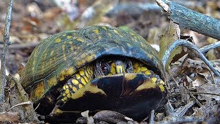 Eastern Box Turtle Opens Its Shell [upl. by Dutchman60]