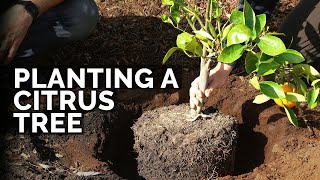 How to Plant Citrus Trees From Start to Finish COMPLETE GUIDE 🍊 [upl. by Burra220]