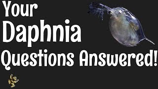 Daphnia Questions Answered [upl. by Thecla]