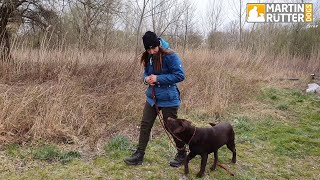 Hundetraining  Leinenführigkeit  quotSchadequot – Übung [upl. by Antoine47]