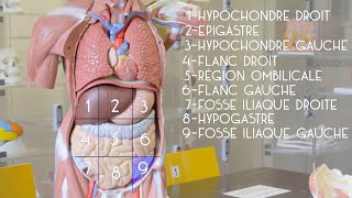 Anatomie générale  le tronc [upl. by Nachison]