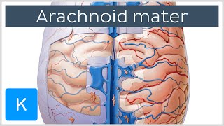 Arachnoid Mater Brain Layer  Human Anatomy  Kenhub [upl. by Mihsah]