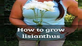 How to grow lisianthus from seed [upl. by Melas]