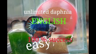 daphnia moina culture Easy way Unlimited production English  with sub Green water Chlorella [upl. by Yrag]