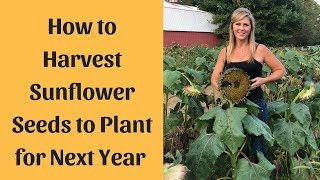 Sunflower Seeds Harvesting For Planting [upl. by Htrap]