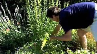 Penstemon Deadheading  Maintenance [upl. by Hamal919]