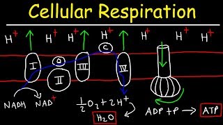 Cellular Respiration [upl. by Bird]