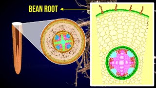 Internal structure of dicot root  Bean Root  Rhizodermis  Cortex [upl. by Rafferty]