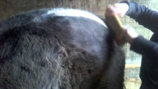 SleekEZ on APHA Mare [upl. by Aidil468]