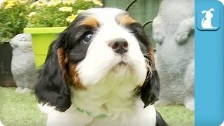 80 Seconds of Precious Cavalier King Charles Spaniel Puppies [upl. by Atnuhs]