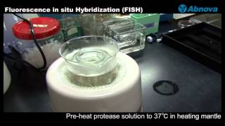 Fluorescence In Situ Hybridization FISH [upl. by Riobard]