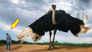 10 BIGGEST BIRDS In The World [upl. by Brodeur]