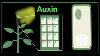 Major plant hormones amp how to remember  Control amp Coordination  Biology  Khan Academy [upl. by Lohse947]