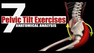 7 Pelvic Tilt Exercises  Anatomical Analysis [upl. by Adolfo289]