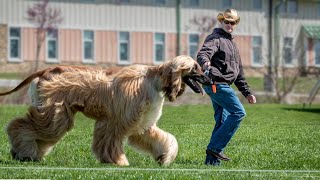 The Top 10 Long Haired Dog Breeds [upl. by Eerazed]