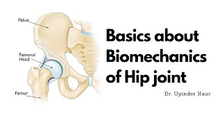 Basics about Biomechanics of Hip joint [upl. by Nevetse]