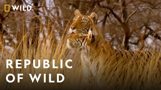 Republic Of Wild  Nat Geo Wild  Hindi [upl. by Rrats]