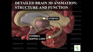 Human Neuroanatomy Detailed Brain 3D Animation  Structure and Function [upl. by Darees]