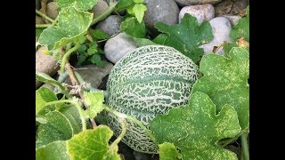 Vertical vs Horizontal Cantaloupe amp Muskmelon Production [upl. by Ailemaj]