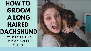 HOW TO GROOM A LONGHAIRED DACHSHUND [upl. by Alderson804]