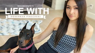 WHATS IT LIKE OWNING A DOBERMAN PINSCHER [upl. by Natie]