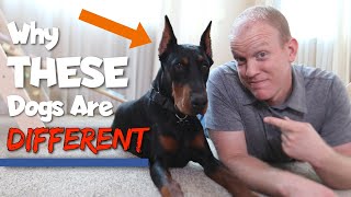 6 Ways Dobermans Are Different From Other Dogs [upl. by Minnaminnie765]